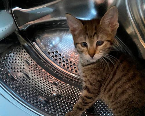 Камышовый котёнок 3