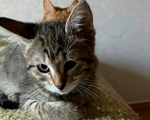 Камышовый котёнок