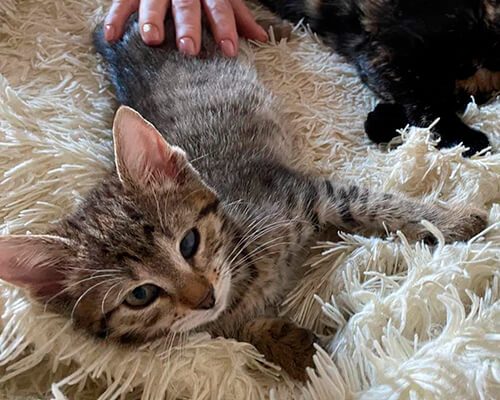 Камышовый котёнок2