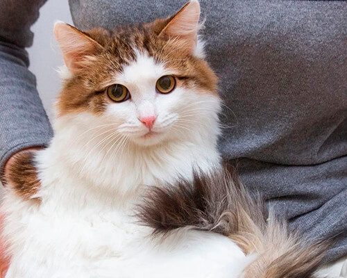 Котята чужие