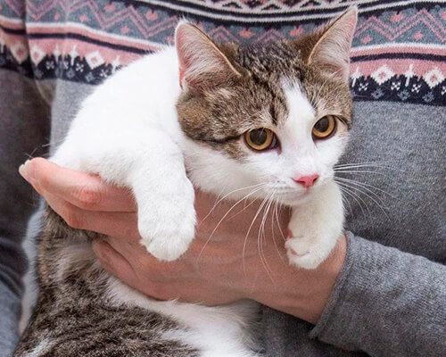 Котята чужие1