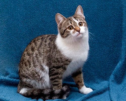 Котята чужие2