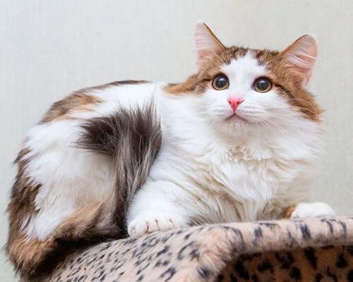 Котята чужие3