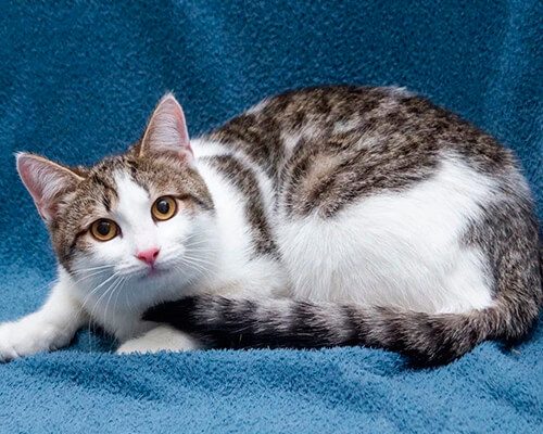 Котята чужие4