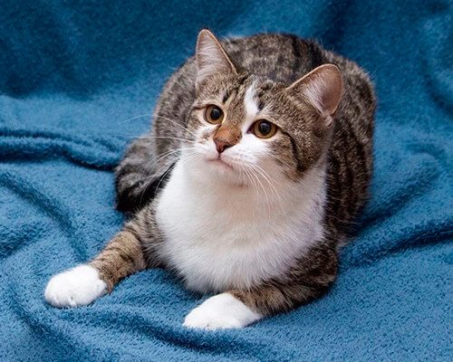 Котята чужие5