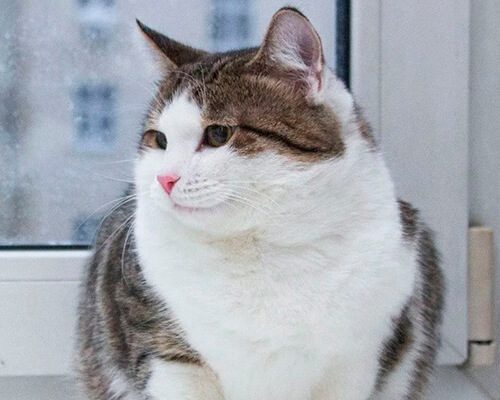 Котята чужие6