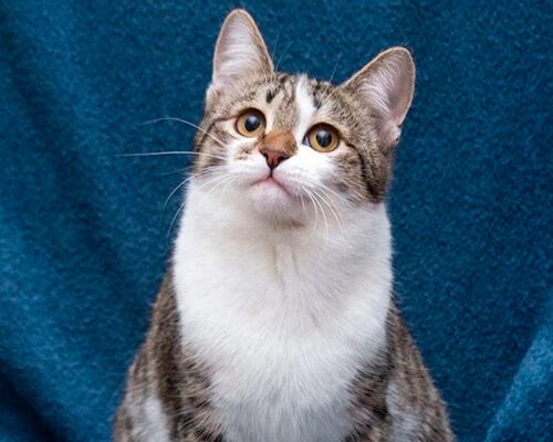 Котята чужие7