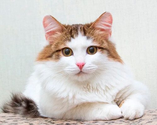 Котята чужие8