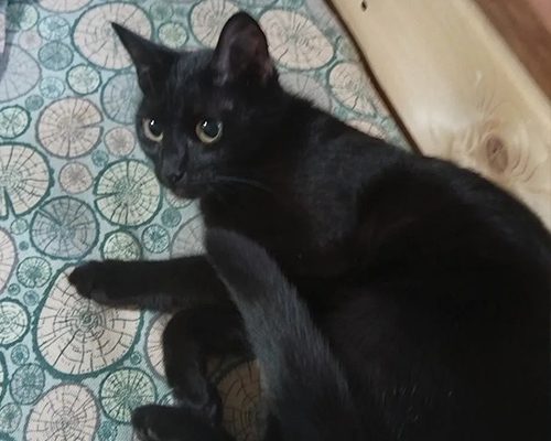 Кошка Нади 2