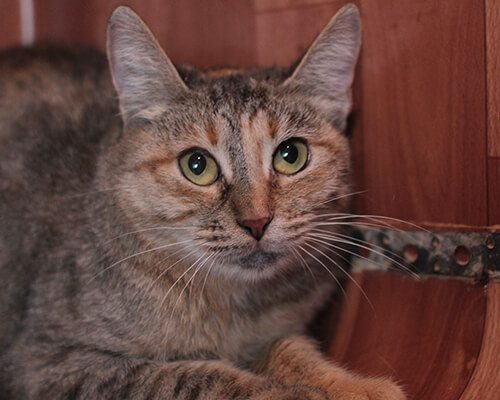 Панна котта