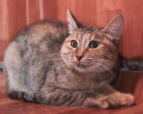 Панна котта1