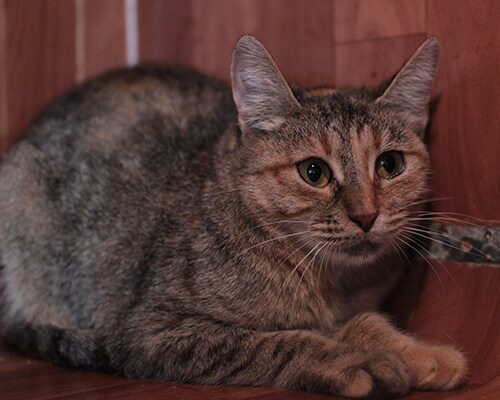 Панна котта2