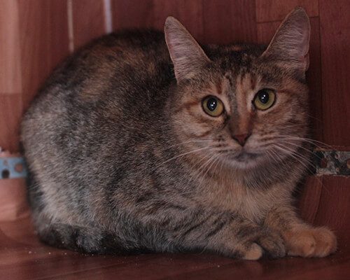 Панна котта3