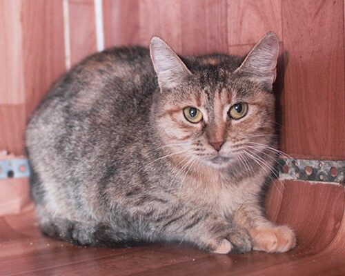 Панна котта4