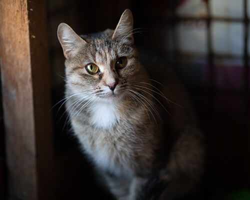 Пастила