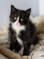Прима, 9 месяцев
