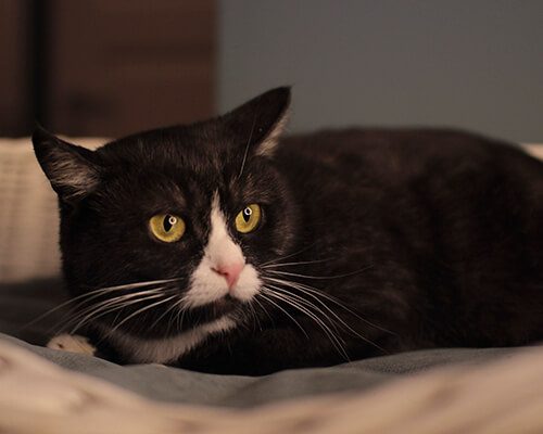 Сладкая парочка