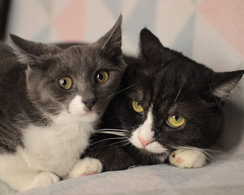 Сладкая парочка4