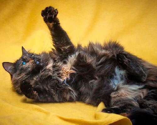 Тиль и Шарлотта