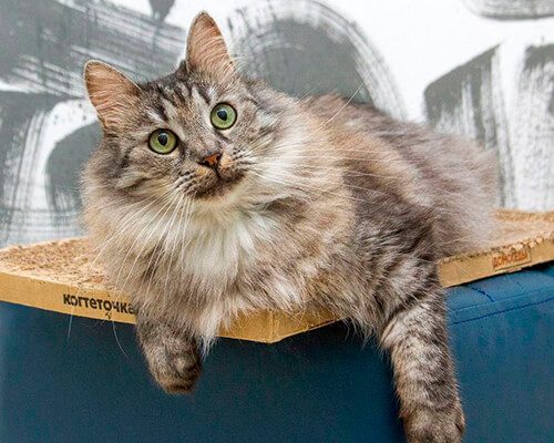 Тиль и Шарлотта2