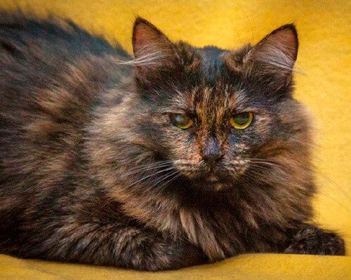 Тиль и Шарлотта3