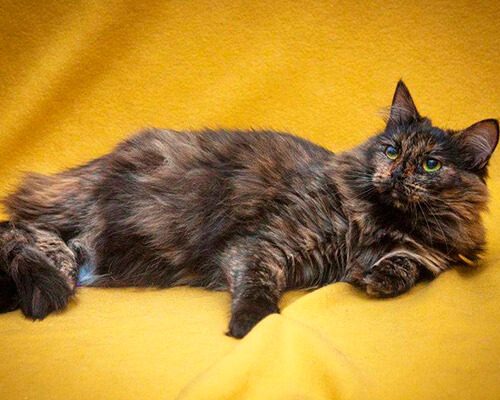 Тиль и Шарлотта4