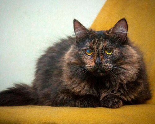 Тиль и Шарлотта5