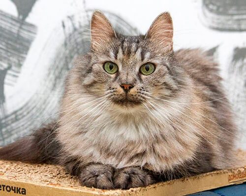 Тиль и Шарлотта6