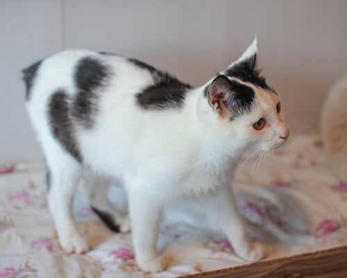 Эркюль