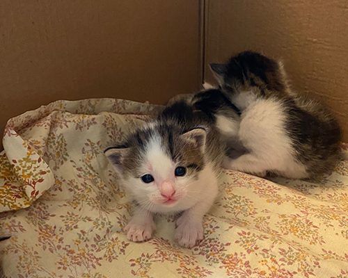 котята2