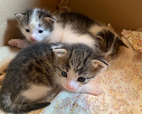 котята3