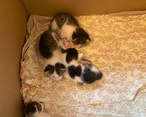котята4